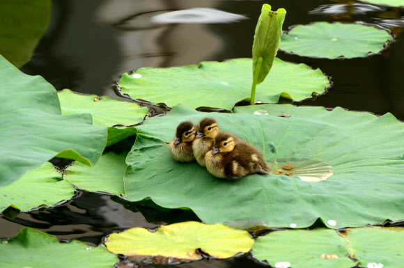 연잎 위 새끼 원앙