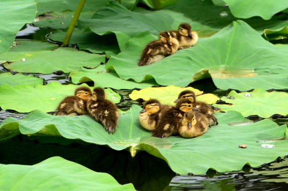 연잎 위 새끼 원앙