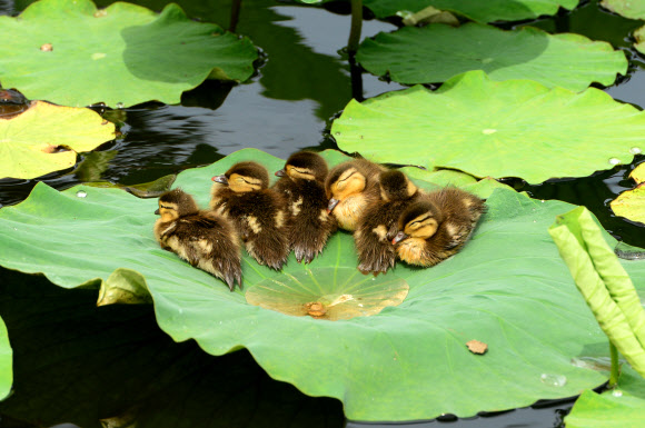 연잎 위 새끼 원앙
