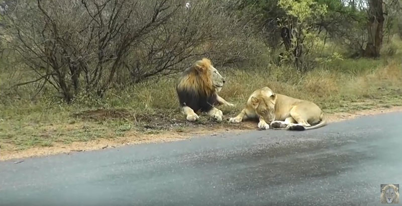 유튜브 영상 캡처, Kruger National Park