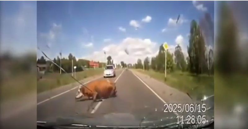 유튜브 영상 캡처, HotViralNews