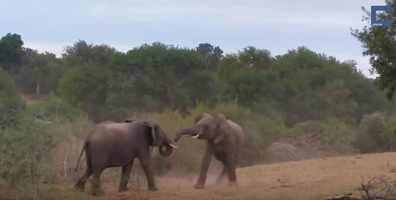 유튜브 영상 캡처, Caters Clips