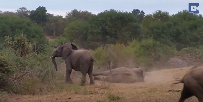 유튜브 영상 캡처, Caters Clips