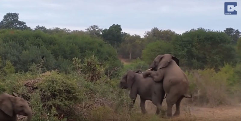 유튜브 영상 캡처, Caters Clips