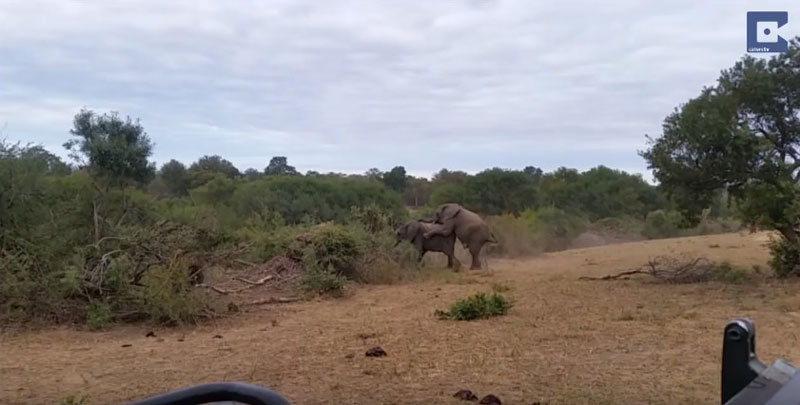 유튜브 영상 캡처, Caters Clips