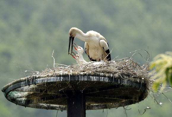 단란한 자연부화 황새가족