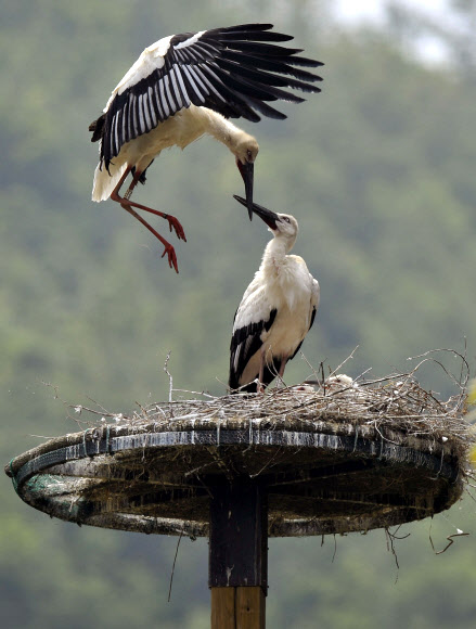 단란한 자연부화 황새가족
