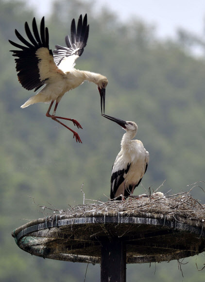 단란한 자연부화 황새가족