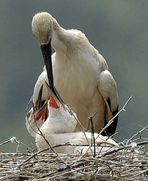 단란한 자연부화 황새가족