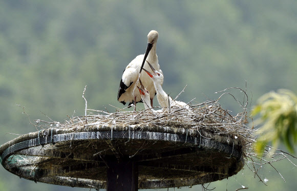 단란한 자연부화 황새가족
