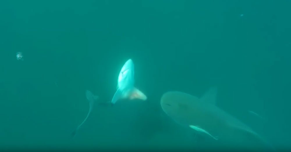 유튜브 영상 캡처