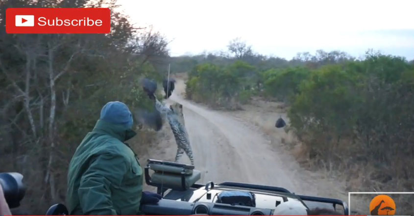 유튜브 영상 캡처, Kruger Sightings