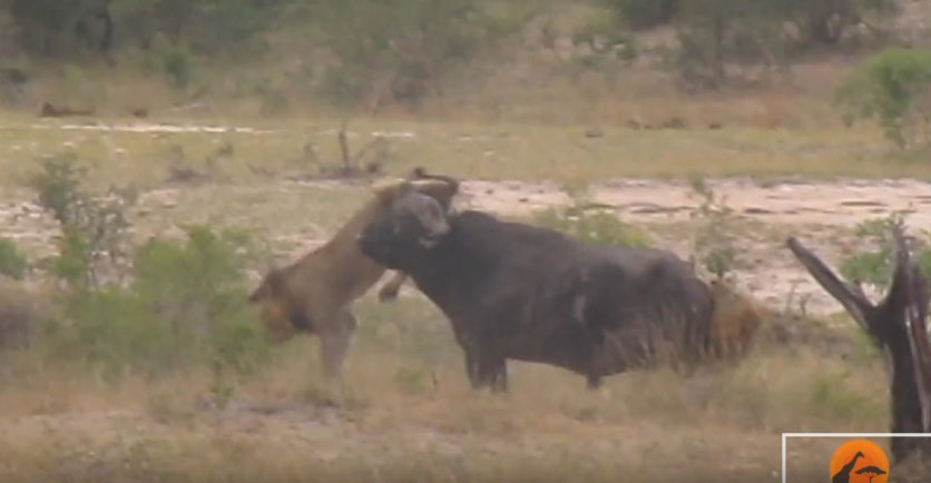 유튜브 영상 캡처, Kruger Sightings