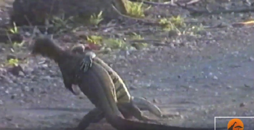 유튜브 영상 캡처, Kruger Sightings