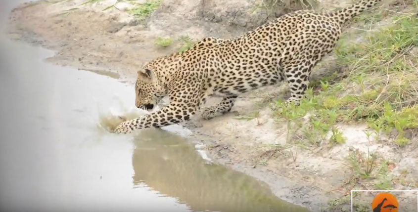 유튜브 영상 캡처, Kruger Sightings