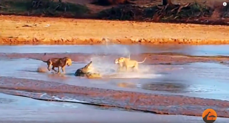 유튜브 영상 캡처, Kruger Sightings