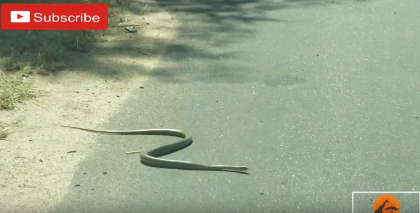 유튜브 영상 캡처, Kruger Sightings