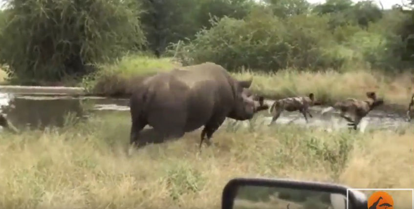 유튜브 영상 캡처, Kruger Sightings