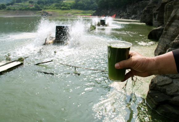 녹색으로 물든 대청호