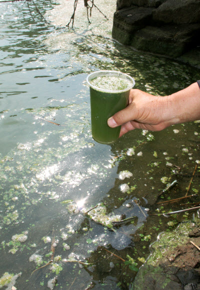 녹색 거품 떠다니는 대청호