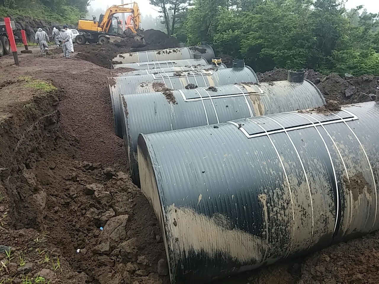 제주 돼지열병 발생, 살처분 중  