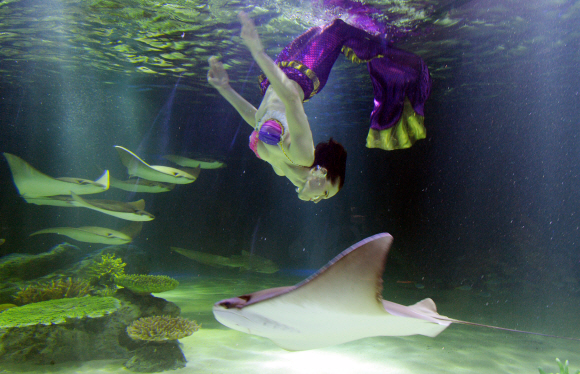 한화호텔앤드리조트가 30일 오전 서울 영등포구 여의도 한화 아쿠아플라넷63에서 리뉴얼 오픈 기념행사로  수중공연을 펼치고 있다. 최해국 선임기자 seaworld@seoul.co.kr