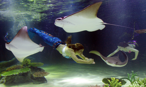 한화호텔앤드리조트가 30일 오전 서울 영등포구 여의도 한화 아쿠아플라넷63에서 리뉴얼 오픈 기념행사로  수중공연을 펼치고 있다. 최해국 선임기자 seaworld@seoul.co.kr