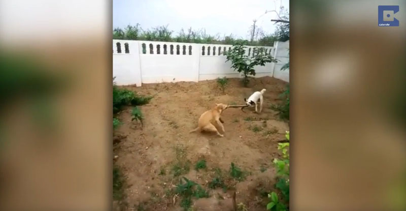 유튜브 영상 캡처, Caters Clips