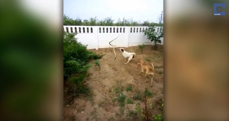 유튜브 영상 캡처, Caters Clips