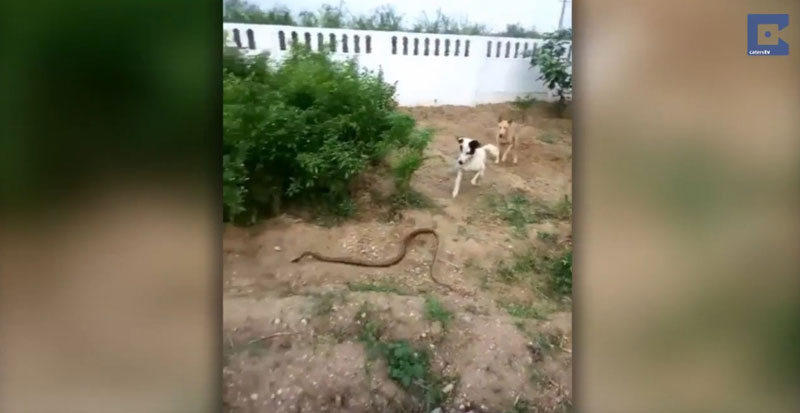 유튜브 영상 캡처, Caters Clips