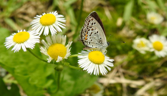 장마 지난 뒤 꿀따는 나비