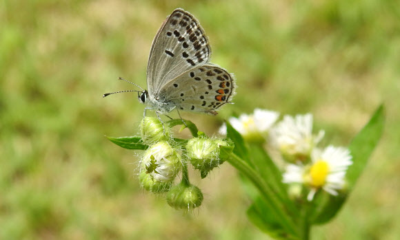 장마 지난 뒤 꿀따는 나비