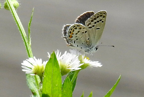 장마 지난 뒤 꿀따는 나비