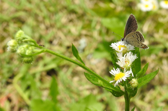 장마 지난 뒤 꿀따는 나비