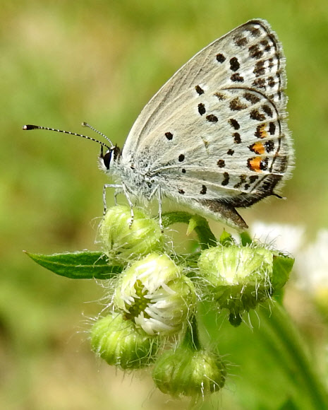 장마 지난 뒤 꿀따는 나비