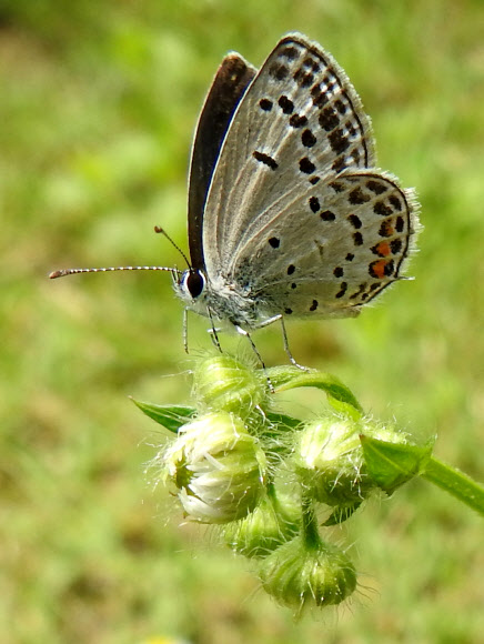 장마 지난 뒤 꿀따는 나비
