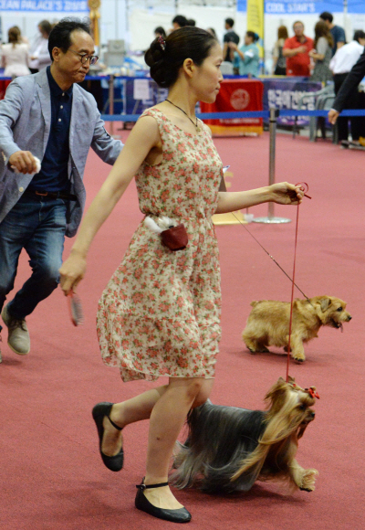 10일 경기도 고양시 킨텍스에서 2016 고양FCI 국제도그쇼가 열리고 있다. 손형준 기자 boltagoo@seoul.co.kr