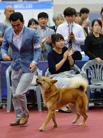 10일 경기도 고양시 킨텍스에서 2016 고양FCI 국제도그쇼가 열리고 있다.  손형준 기자 boltagoo@seoul.co.kr
