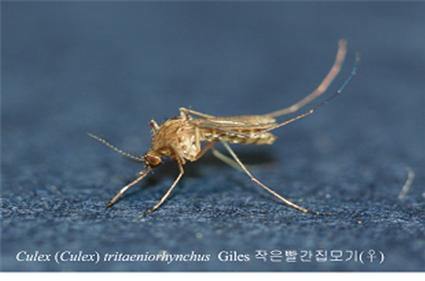 일본뇌염 매개모기인 작은빨간집모기 질병관리본부 제공