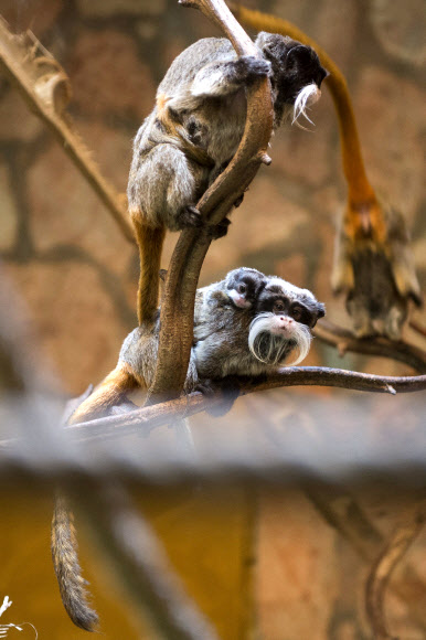 어린 황제타마린(Emperor Tamarin)이 11일(현지시간) 헝가리 니레지하자의 ‘Sosto’ 동물원에서 어미 등에 업혀있다. AP 연합뉴스