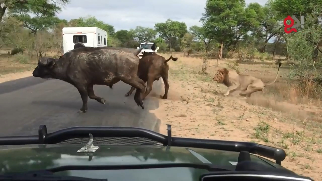 들소 등에 올라탄 수사자3
