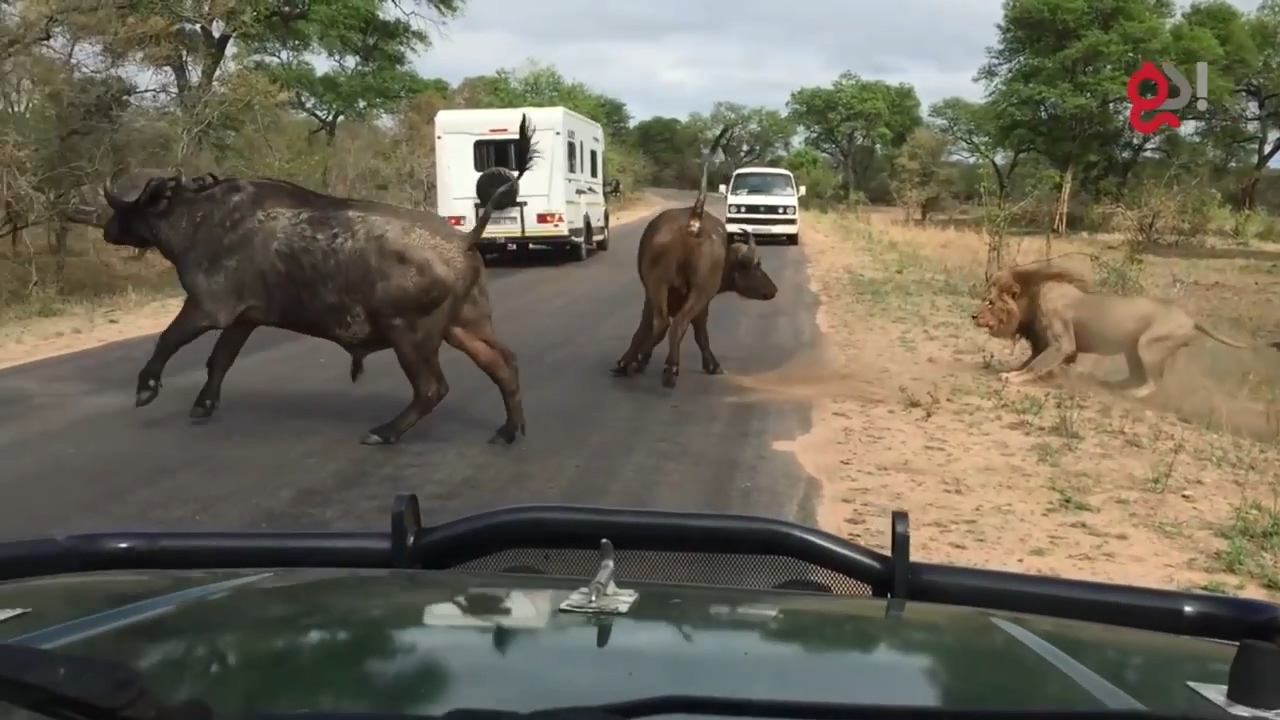 들소 등에 올라탄 수사자4