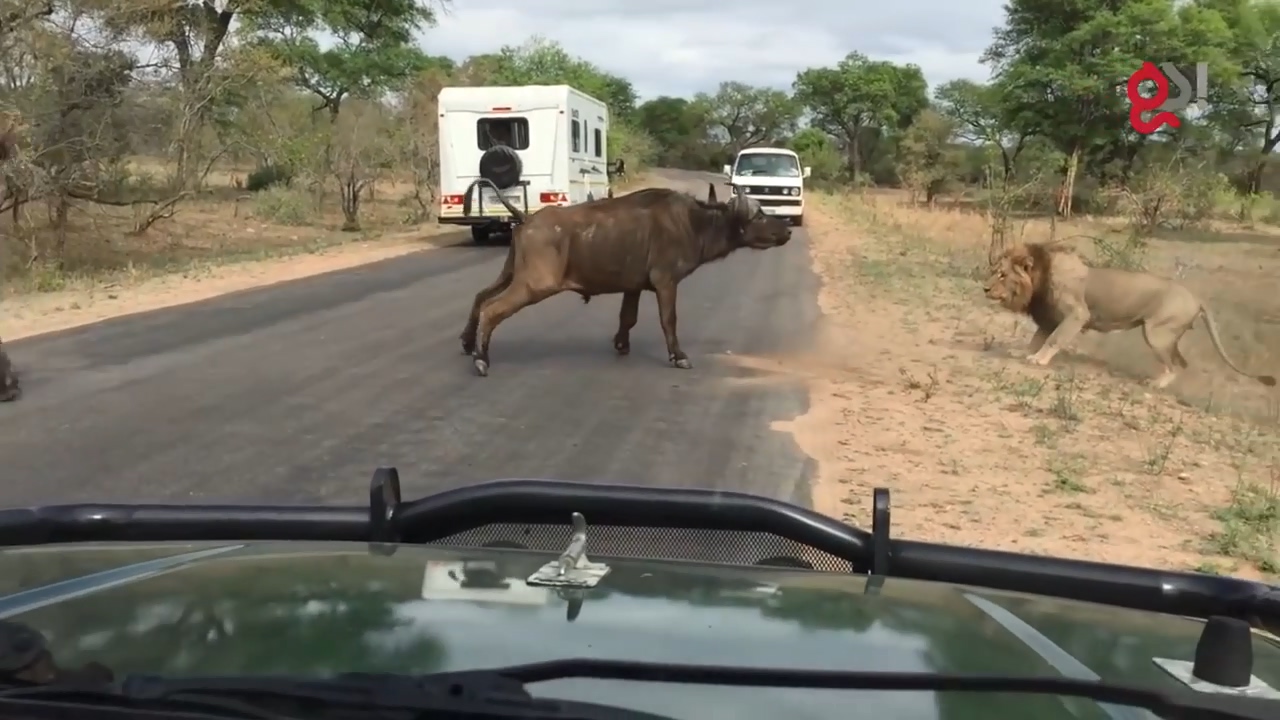 들소 등에 올라탄 수사자5