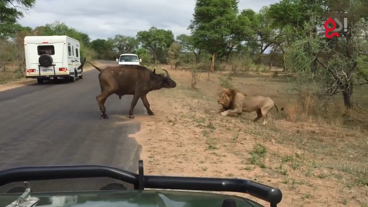 들소 등에 올라탄 수사자6