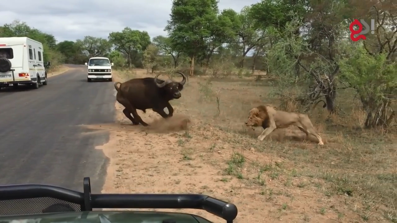 들소 등에 올라탄 수사자7
