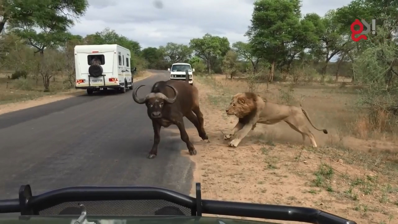 들소 등에 올라탄 수사자8