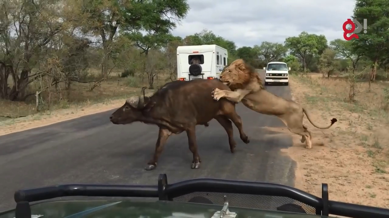 들소 등에 올라탄 수사자9