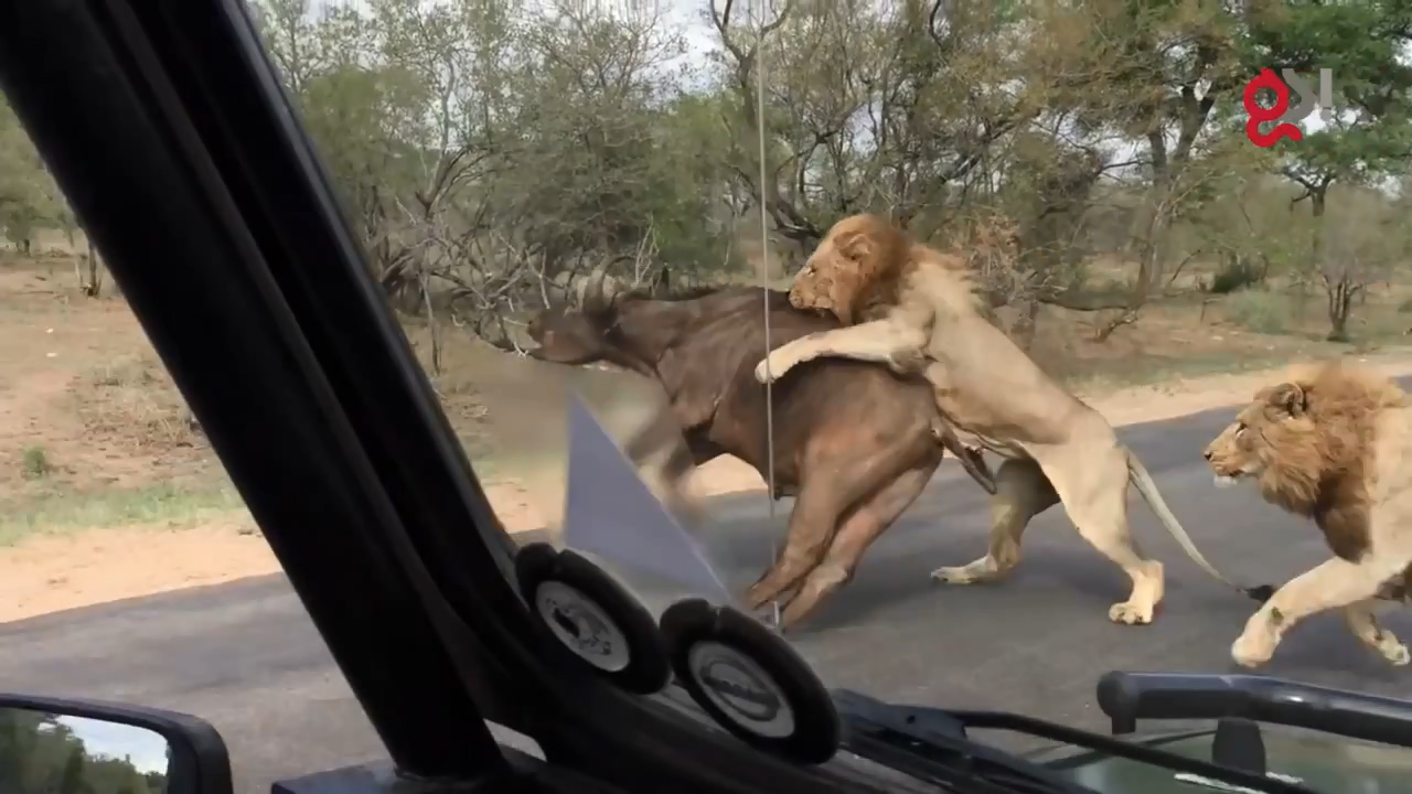 들소 등에 올라탄 수사자10