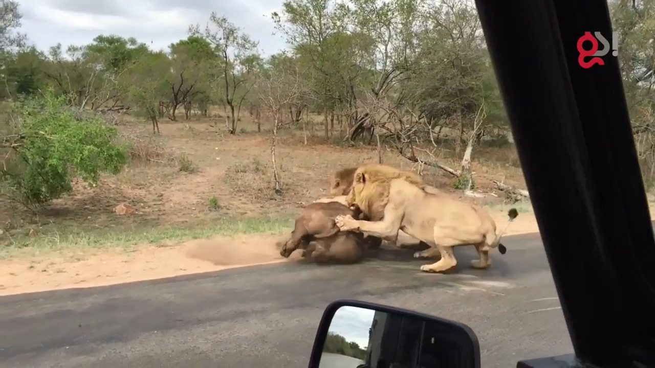 들소 등에 올라탄 수사자11
