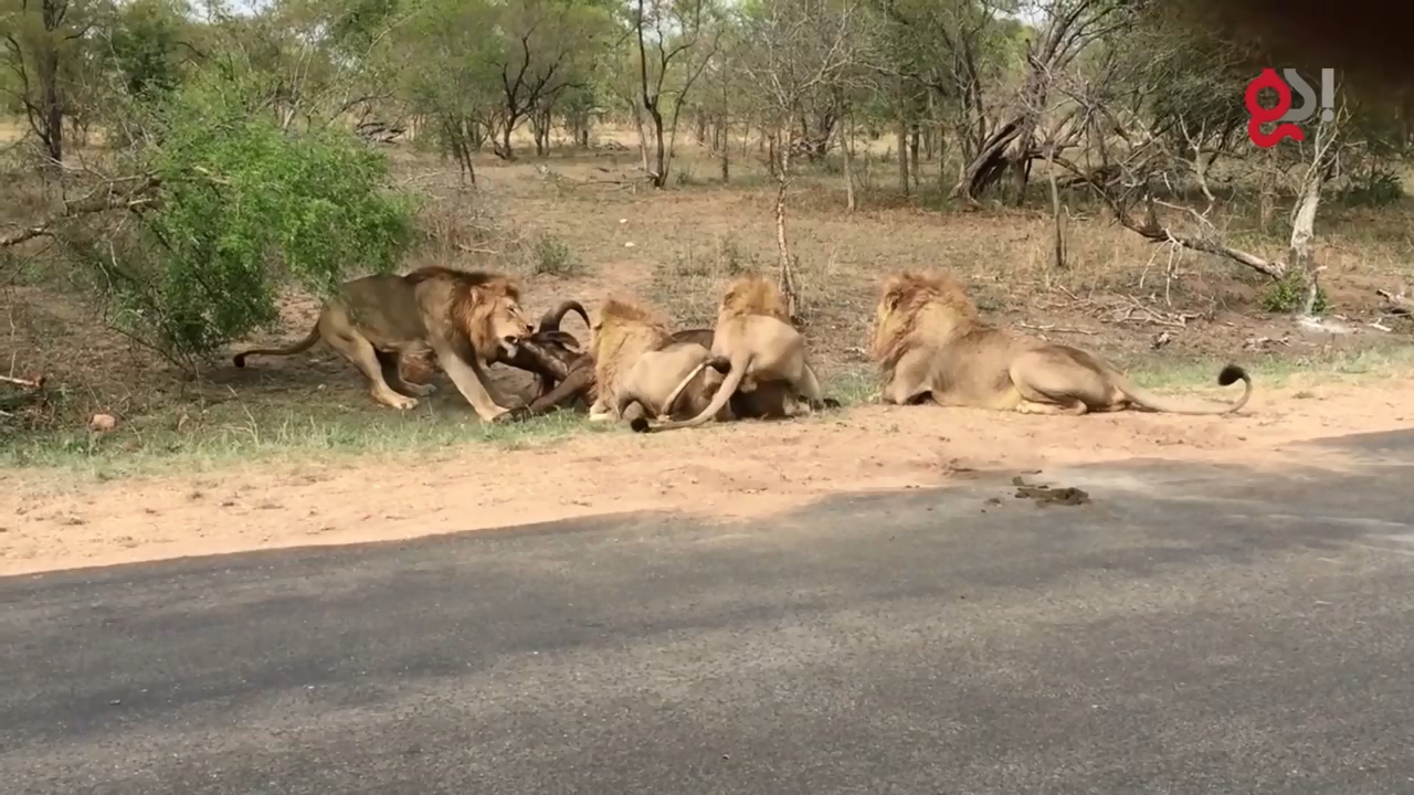 들소 등에 올라탄 수사자12